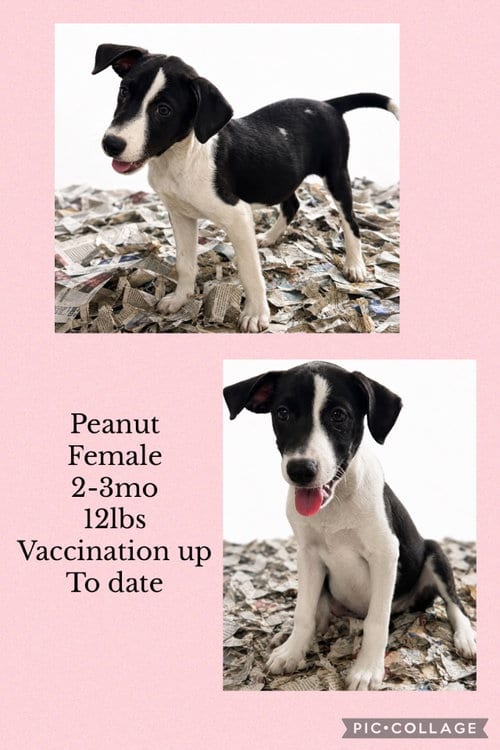 Photo of Peanut, adoptable Labrador Retriever in Virginia Beach, Virginia