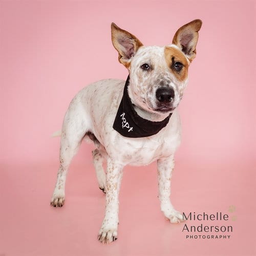 Photo of Wickett, adoptable Australian Cattle Dog/Blue Heeler in Corona, California