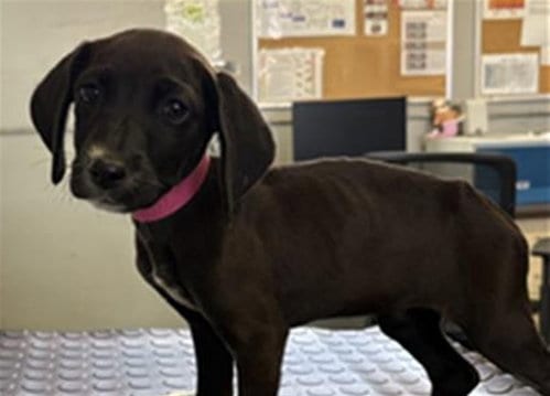Photo of A888521, adoptable Beagle in Camarillo, California