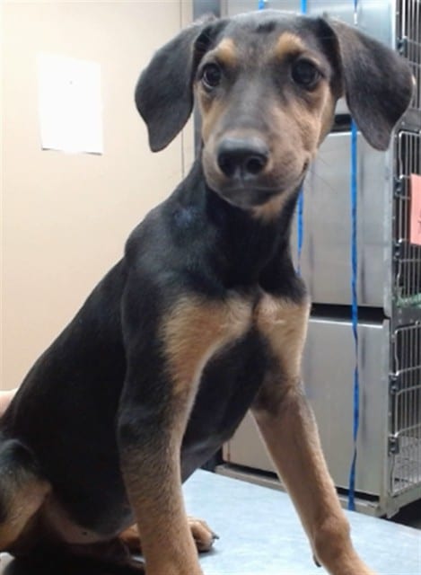 Photo of Senior Doberman Pinscher, adoptable Doberman Pinscher in Devore, California