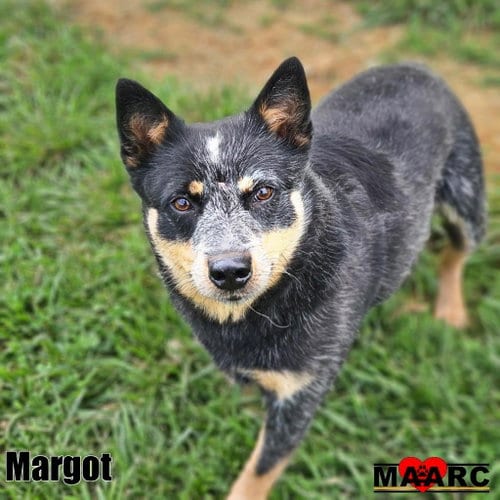 Photo of Margot, adoptable Australian Cattle Dog/Blue Heeler in Maryville, Tennessee