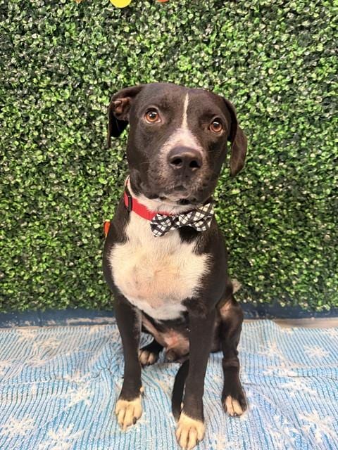 Photo of Dakota, adoptable American Pit Bull Terrier in Corpus Christi, Texas