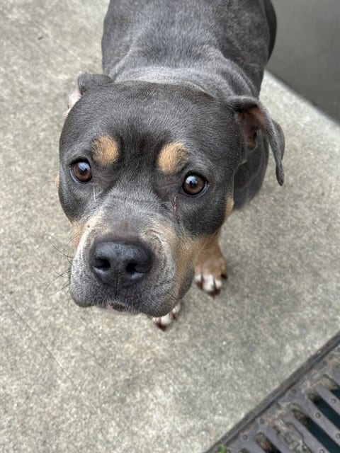 Photo of Tully, adoptable American Pit Bull Terrier in Chicago, Illinois
