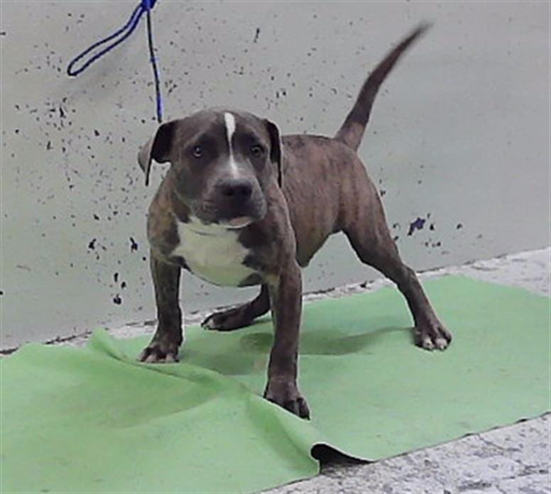 Photo of Yang, adoptable American Staffordshire Terrier mix in Houston, Texas