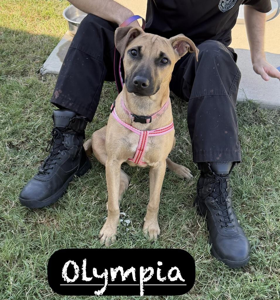 Photo of Ziva (Olympia), adoptable Terrier in Maumelle, Arkansas
