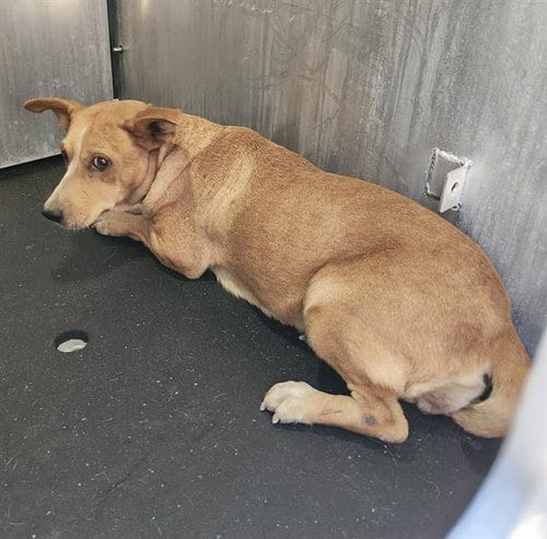 Photo of A829058, adoptable Terrier in San Antonio, Texas