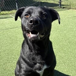 Photo of Carolina Shores, adoptable Labrador Retriever in Chatham, Virginia