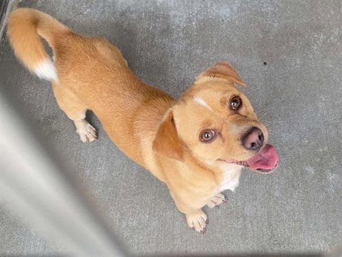 Photo of Tony, adoptable Dachshund in Orange, California