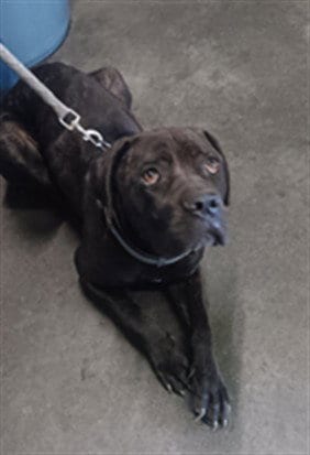 Photo of Trouble, adoptable Cane Corso Mastiff in Los Angeles, California