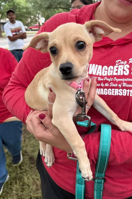 Photo of Mercedes, adoptable Chihuahua in Grafton, Wisconsin