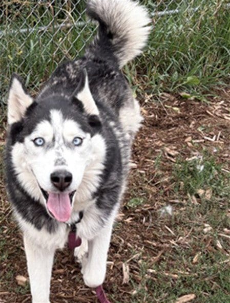 Photo of Bella, adoptable Siberian Husky in Denver, Colorado