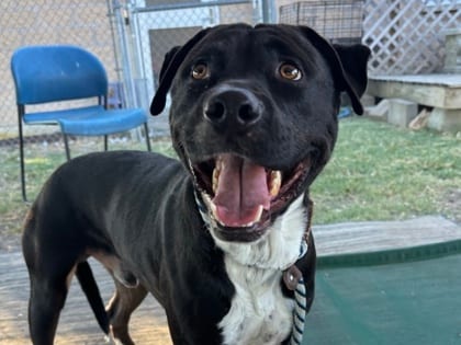 Photo of Apollo, adoptable dog in Georgetown, Texas