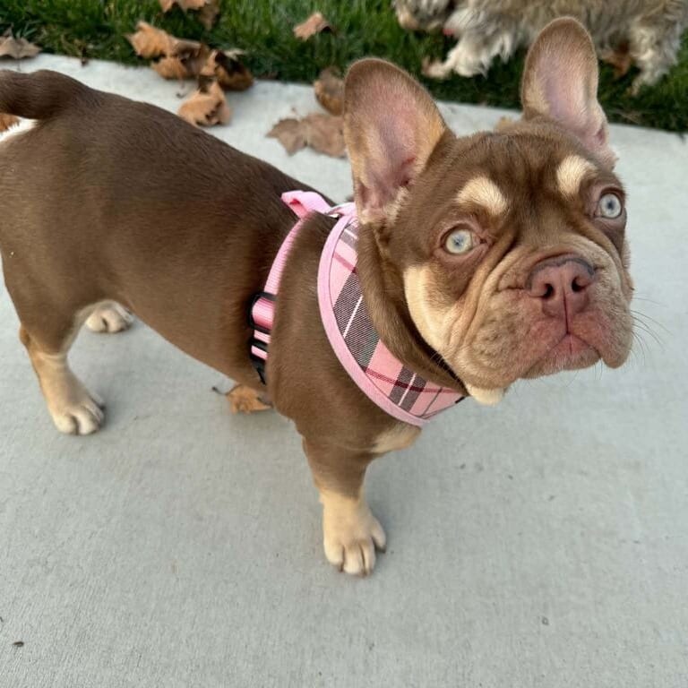 Photo of Reese, adoptable Bulldog, French in California, California