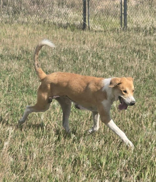 Photo of Agatha, adoptable Collie in Castle Rock, Colorado