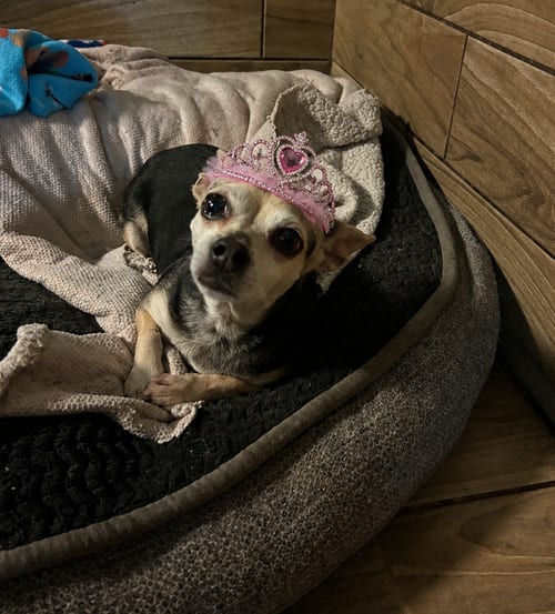 Photo of Coral, adoptable Chihuahua in Pipe Creek, Texas