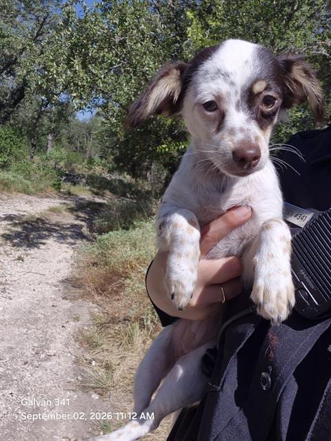 Photo of Batchyu, adoptable Chihuahua in San Antonio, Texas