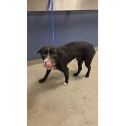 Photo of Jet, adoptable Terrier (Unknown Type, Medium) in Doral, Florida