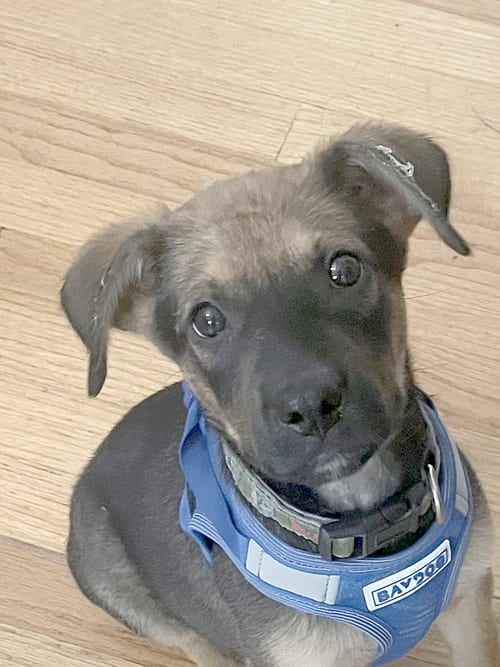 Photo of Roo, adoptable German Shepherd Dog in Camden, South Carolina