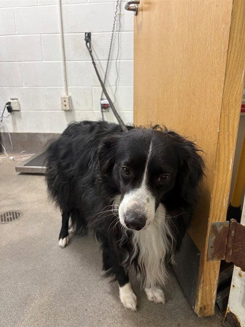 Photo of Tux, adoptable Border Collie in Forestville, Maryland