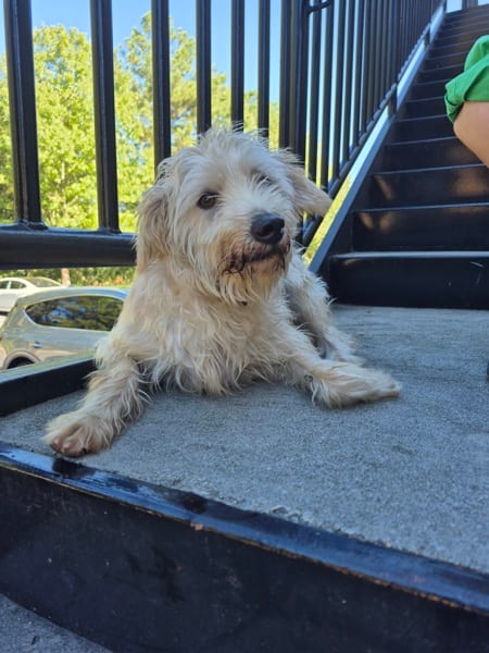 Photo of Danny Boy, adoptable Terrier cross in Lawrenceville, Georgia