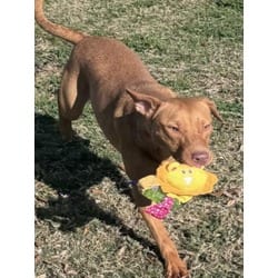 Photo of Daisy, adoptable American Pit Bull Terrier in Texas City, Texas