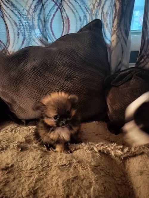 Photo of Pumpkin, adoptable Pomeranian in HOPKINSVILLE/PRINCETON, KY, New Hampshire