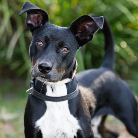 Photo of Micky, adoptable Manchester Terrier in Camarillo, California