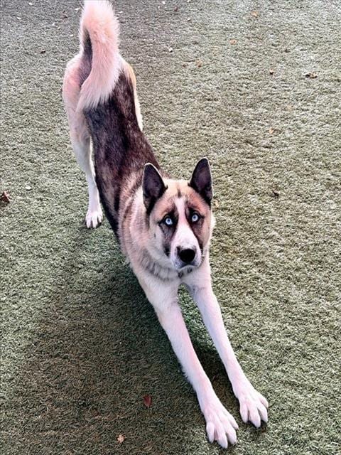 Photo of Diesel, adoptable Siberian Husky in Salinas, California