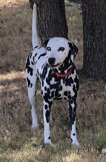 Photo of Bongo, adoptable Dalmatian in San Antonio, Texas
