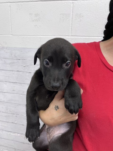 Photo of Licorice, adoptable Labrador Retriever in San Bernardino, California