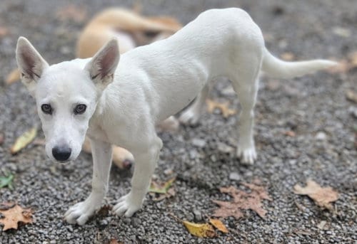 Photo of Bekka Bramlett - In Foster Home, Call to meet, adoptable Unknown breed (short coat) in Elkins, West Virginia