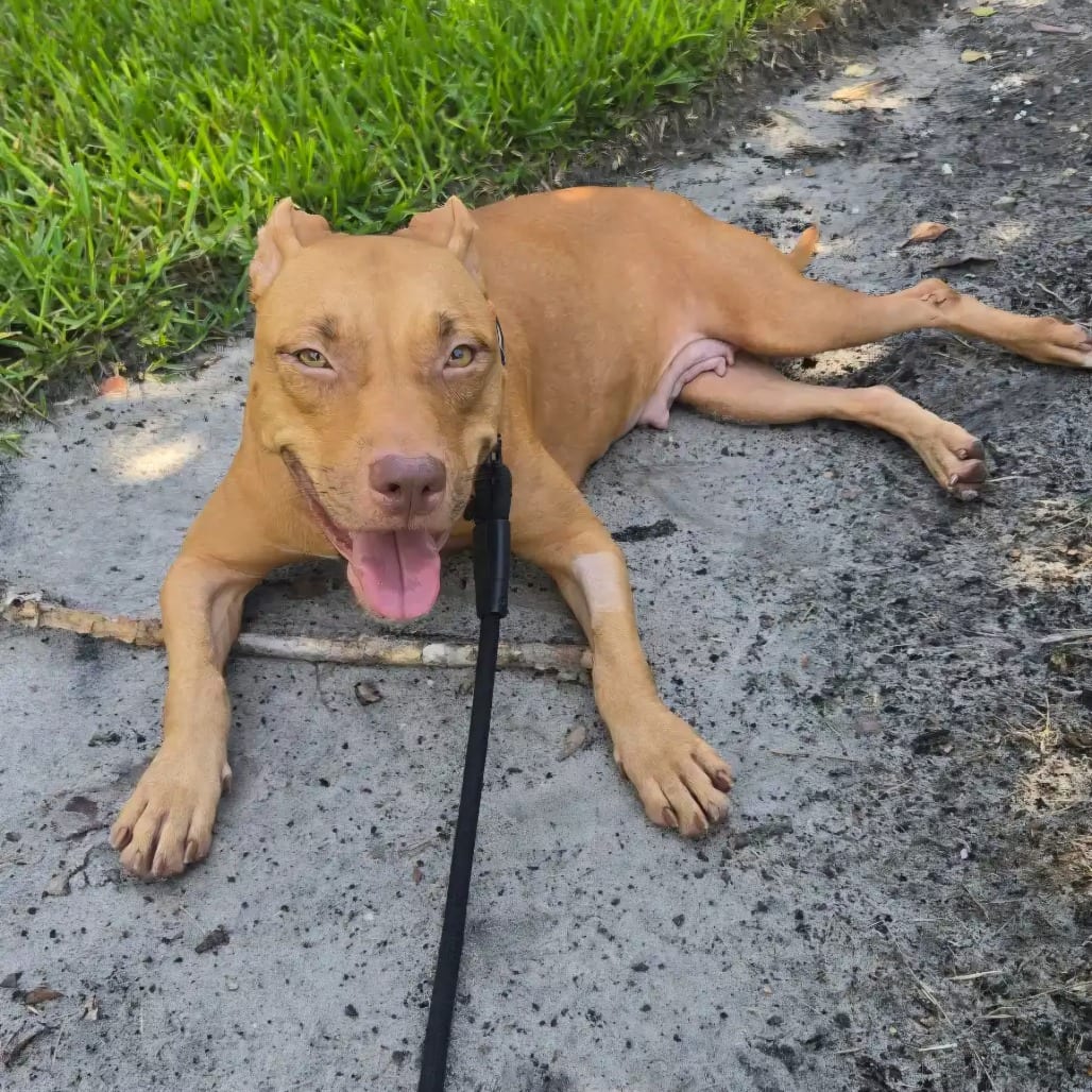 Photo of Brandi, adoptable Mixed Breed (Medium) in Gainesville, Florida