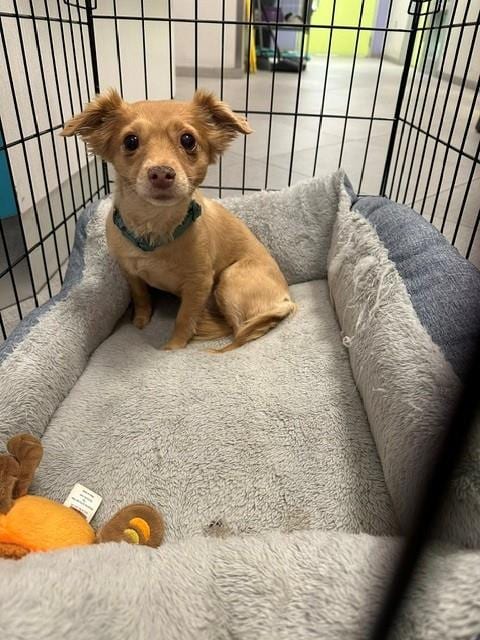 Photo of Sage, adoptable Chihuahua in Rancho Cucamonga, California