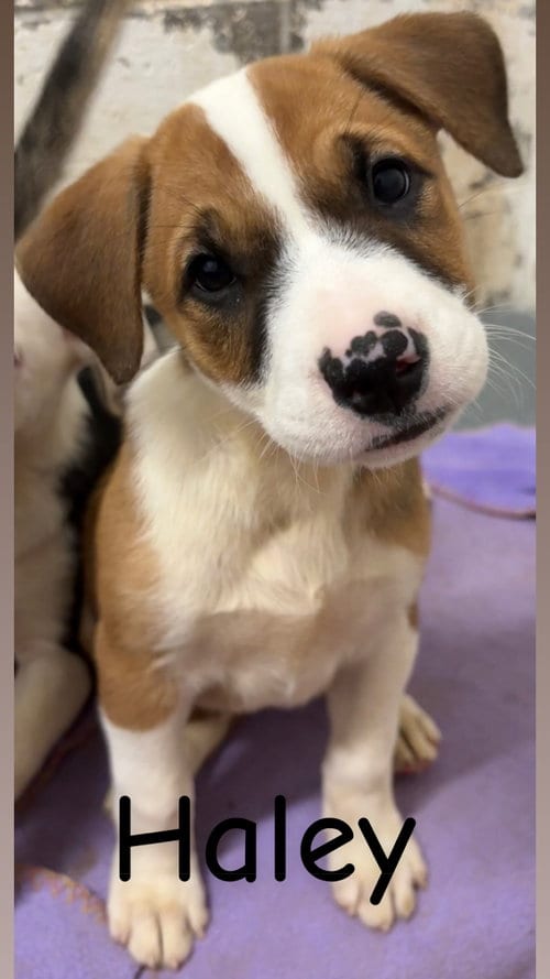Photo of Haley, adoptable American Pit Bull Terrier in Wetumpka, Alabama