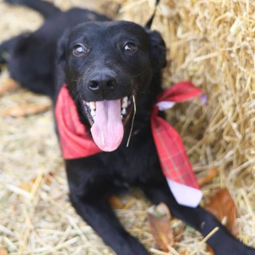 Photo of Flor, adoptable Labrador Retriever in San Antonio, Texas