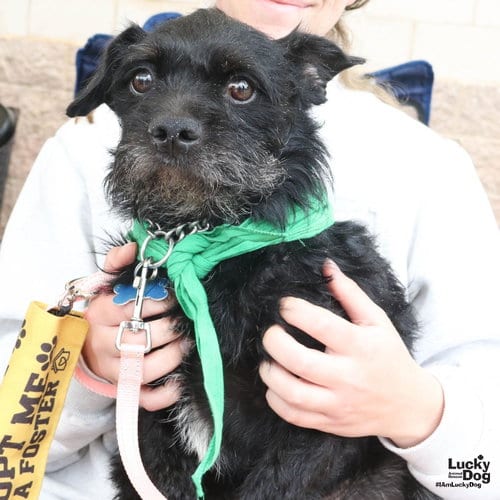 Photo of Liam, adoptable Schnauzer in Washington, District of Columbia