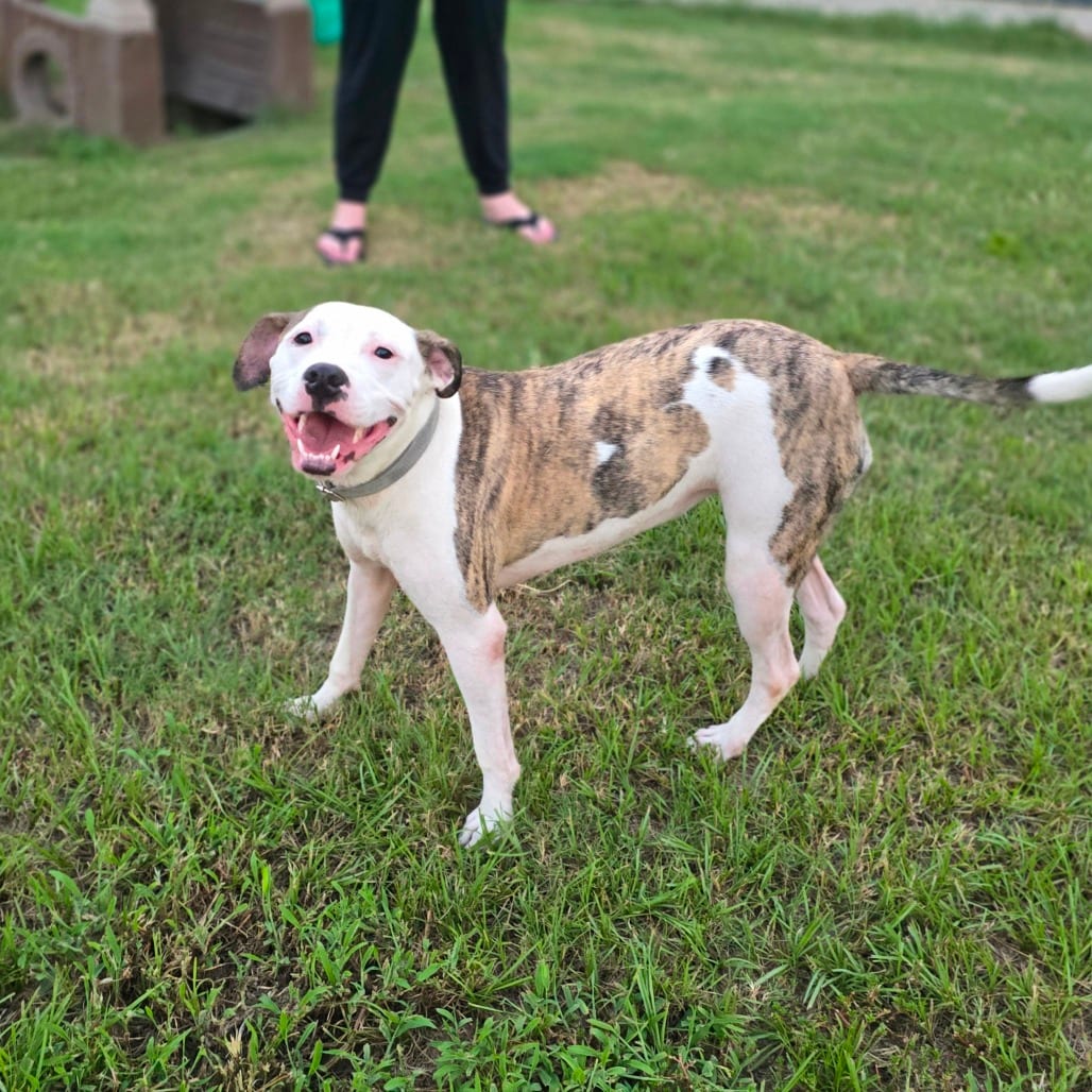 Photo of Blondie, adoptable Mixed Breed (Medium) in Hinesville, Georgia
