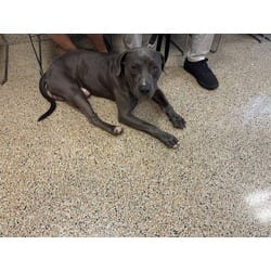 Photo of Bowser, adoptable American Bulldog in Doral, Florida