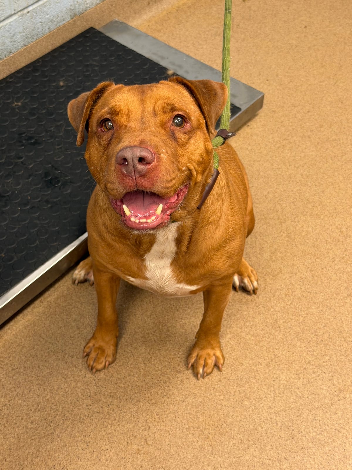 Photo of Tyrone Martin, adoptable dog in Chamblee, Georgia