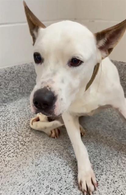 Photo of Ace, adoptable Husky in Houston, Texas