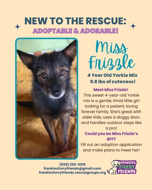 Photo of Miss Frizzle, adoptable Yorkshire Terrier Yorkie in Alexandria, Kentucky