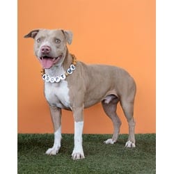 Photo of Rubio Chuchu, adoptable Terrier (Unknown Type, Medium) in Doral, Florida