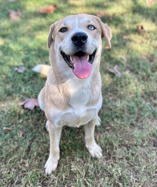 Photo of Milla, adoptable Labrador Retriever in Riverside, California