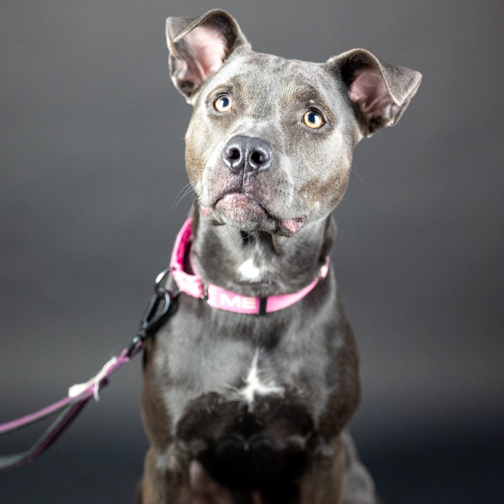 Photo of Stevie, adoptable Terrier, American Pit Bull / Retriever, Labrador in Georgia, Georgia