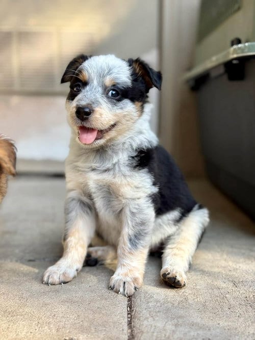 Photo of Magpie, adoptable Australian Cattle Dog/Blue Heeler in Paso Robles, California