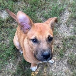 Photo of Bubba, adoptable German Shepherd Dog American Pit Bull Terrier in Irmo, South Carolina