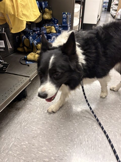 Photo of Senior Border Collie, adoptable Border Collie in San José, California