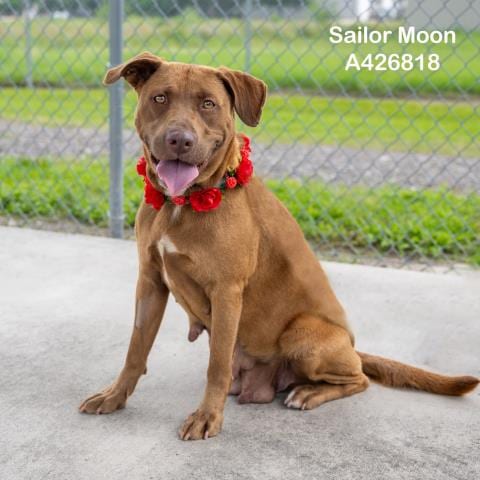 Photo of Sailor Moon, adoptable Labrador Retriever in Conroe, Texas