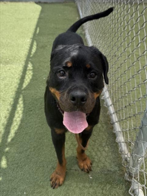 Photo of Cinnabon, adoptable Rottweiler in Los Angeles, California