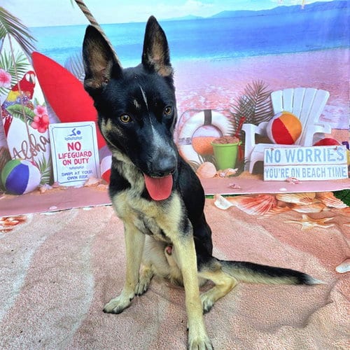 Photo of Parker, adoptable German Shepherd Dog in Long Beach, California
